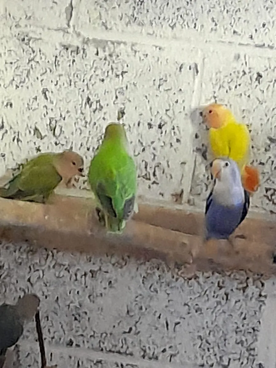Love Birds - Image 2