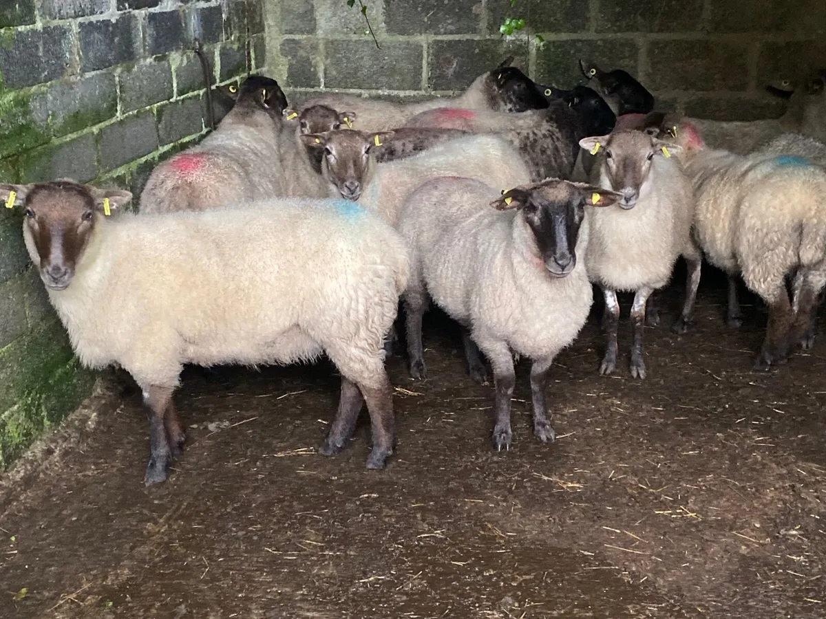 15 Super Suffolk Hoggets - Image 2