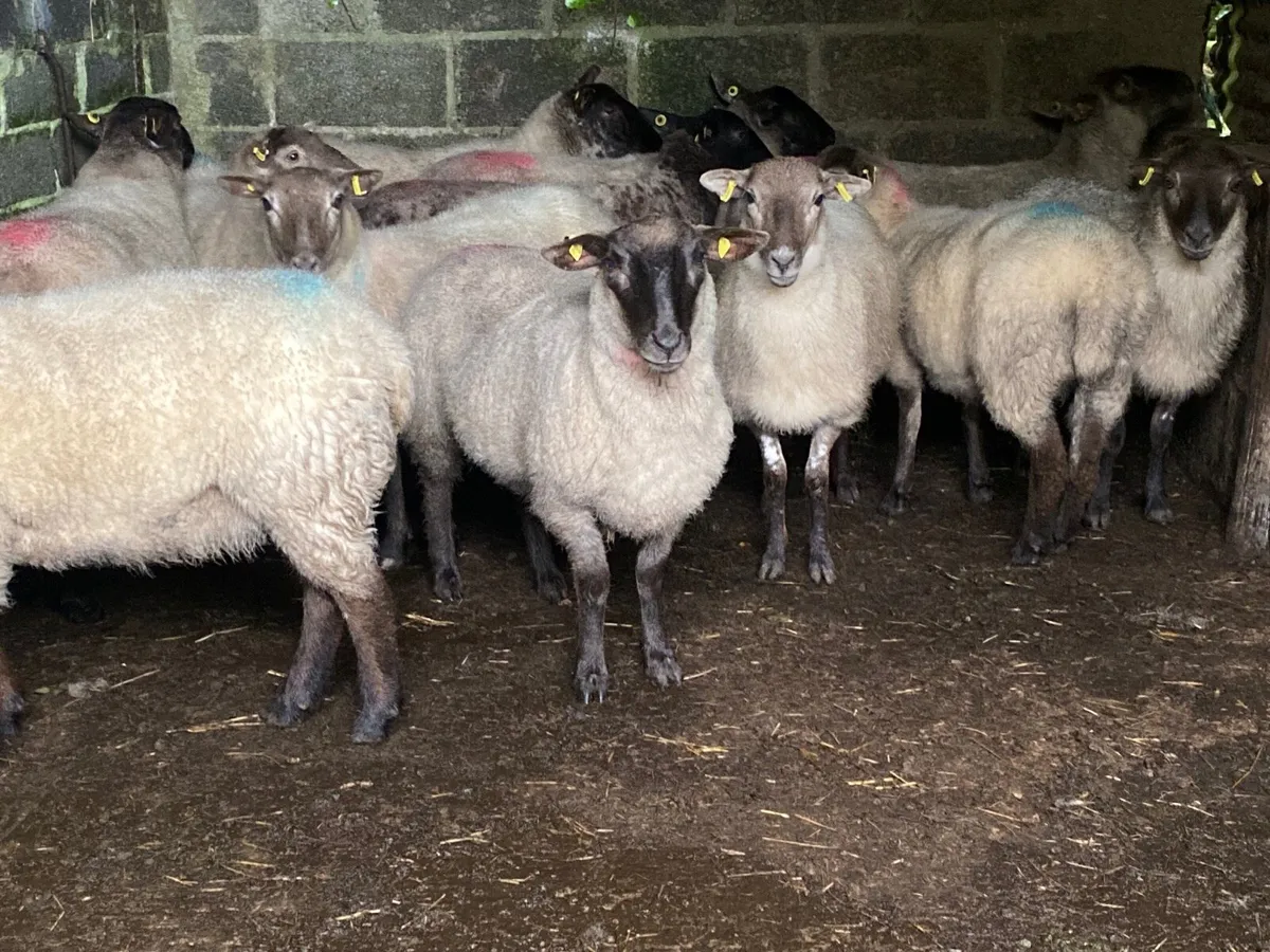 15 Super Suffolk Hoggets - Image 3