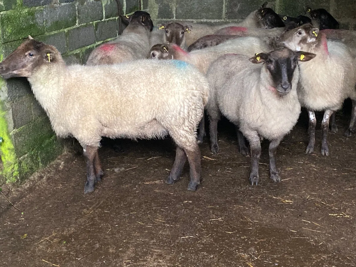 15 Super Suffolk Hoggets - Image 4