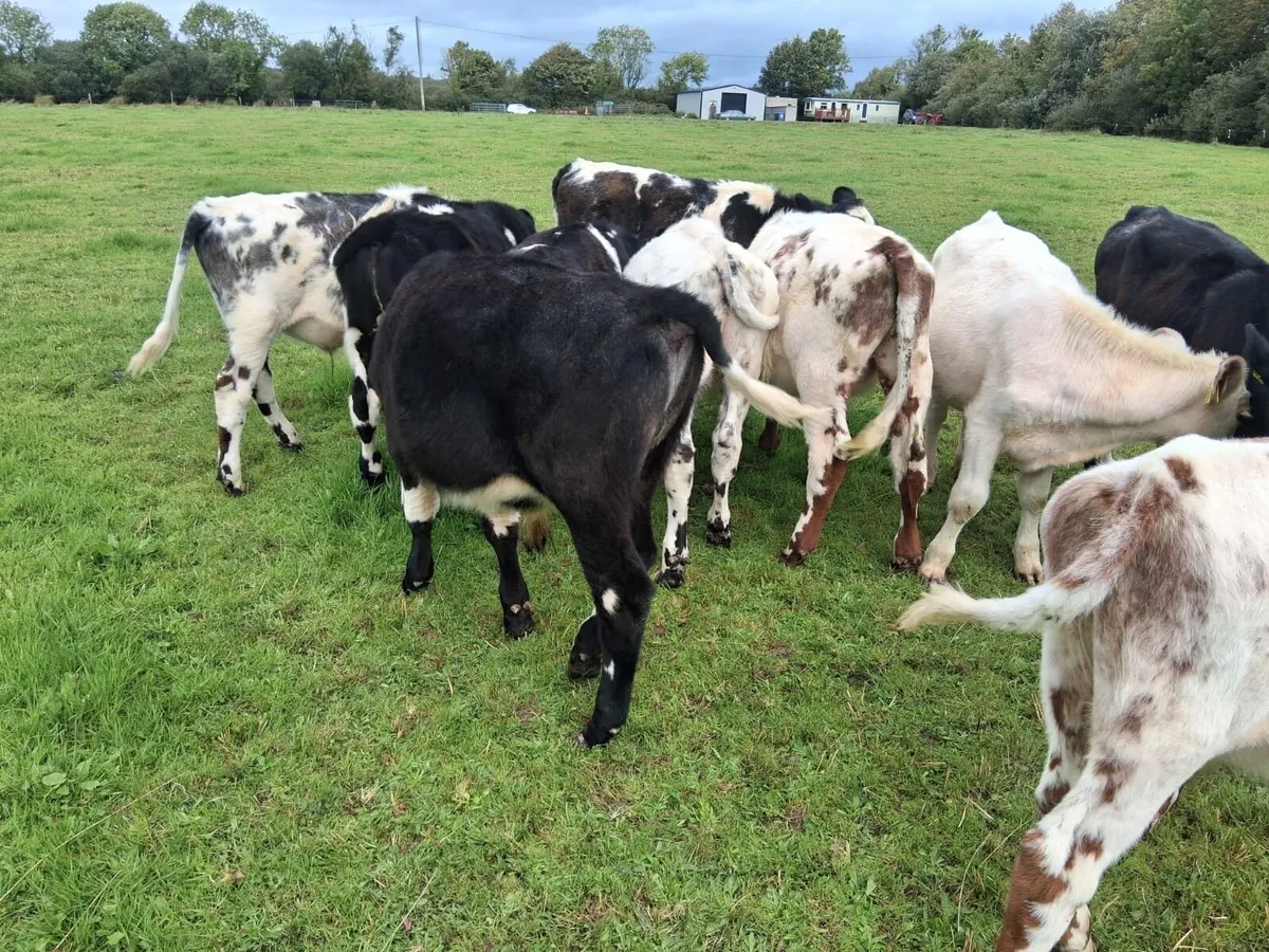 10 shorthorn - Image 1