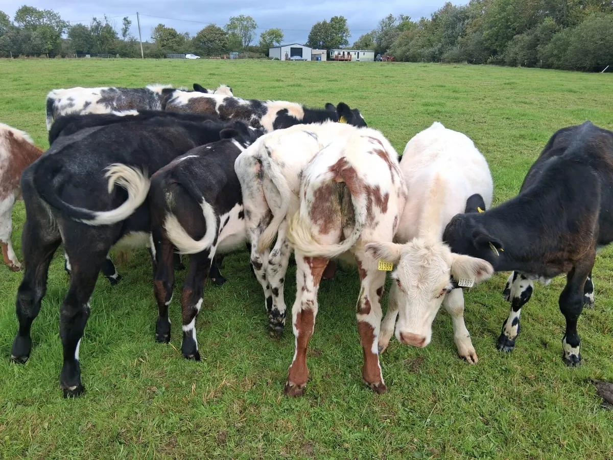 10 shorthorn - Image 2