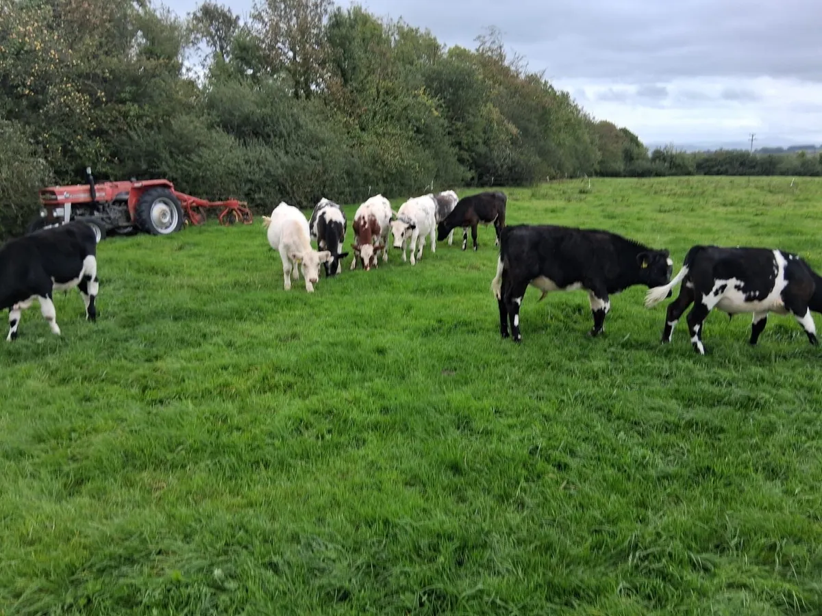 10 shorthorn - Image 3