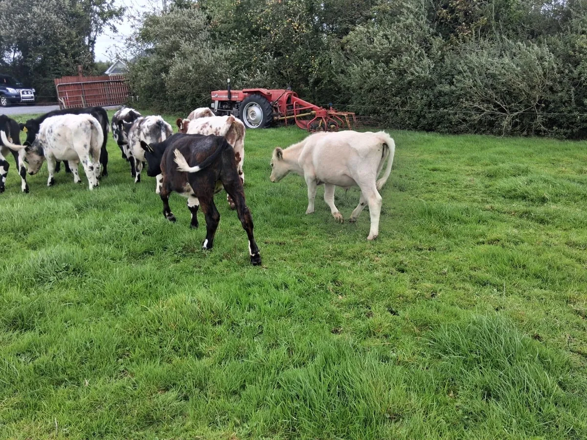 10 shorthorn - Image 4
