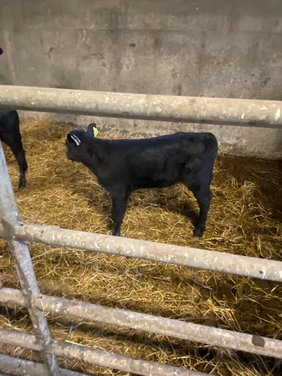Angus Calves - Image 2