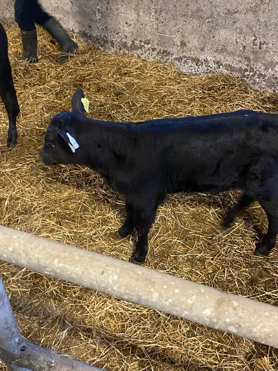 Angus Calves - Image 3