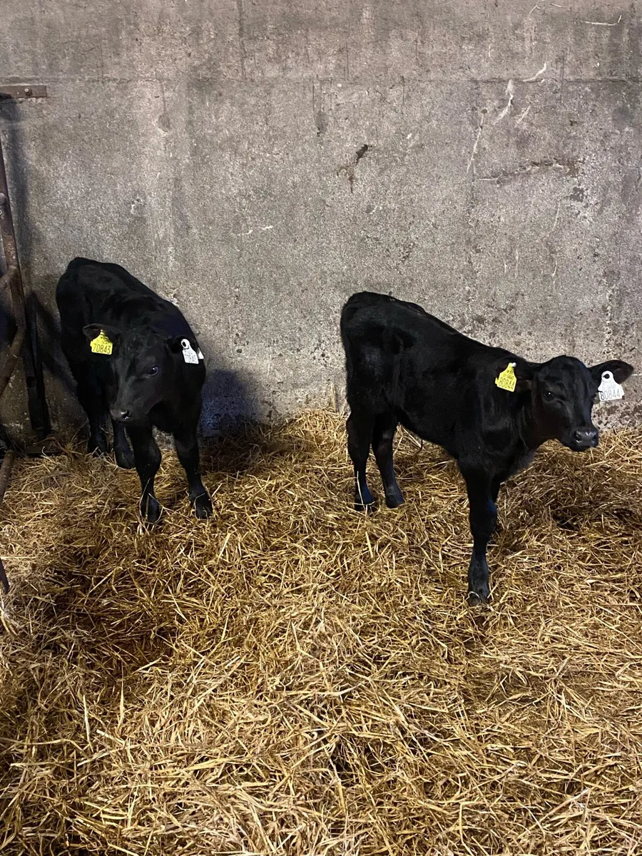 Angus Calves - Image 4