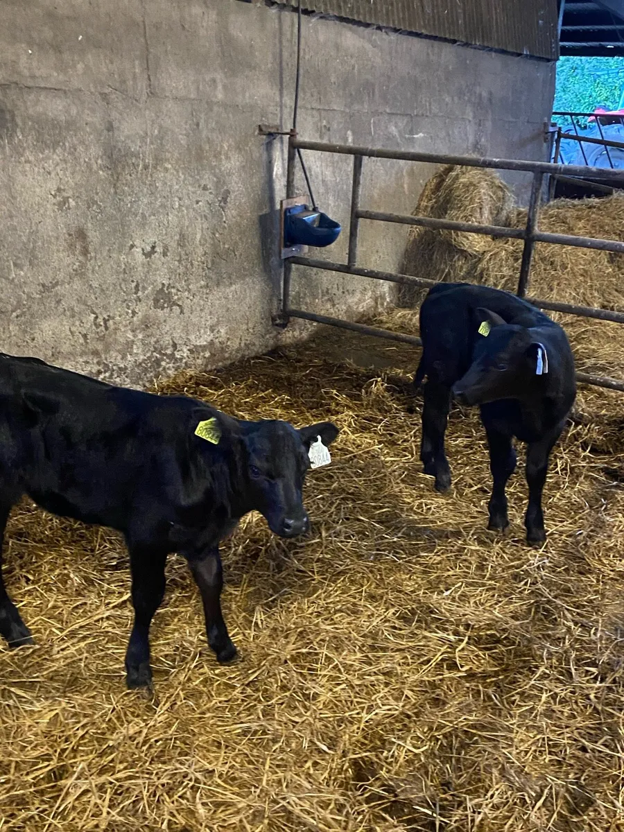 Angus Calves - Image 1