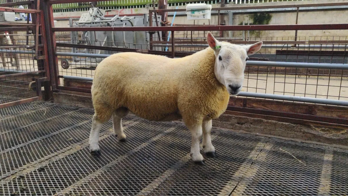 Pure Bred Cheviot Ram Shearling - Image 2