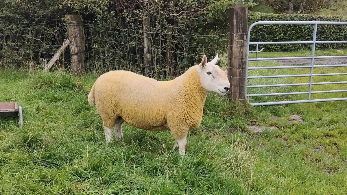 Pure Bred Cheviot Ram Shearling - Image 3