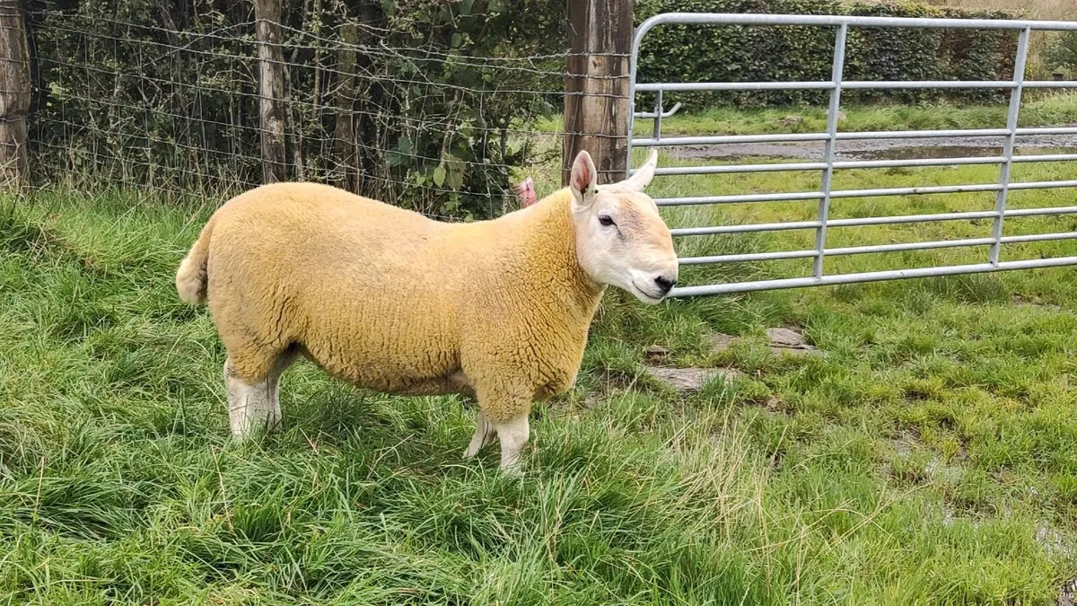 Pure Bred Cheviot Ram Shearling - Image 4