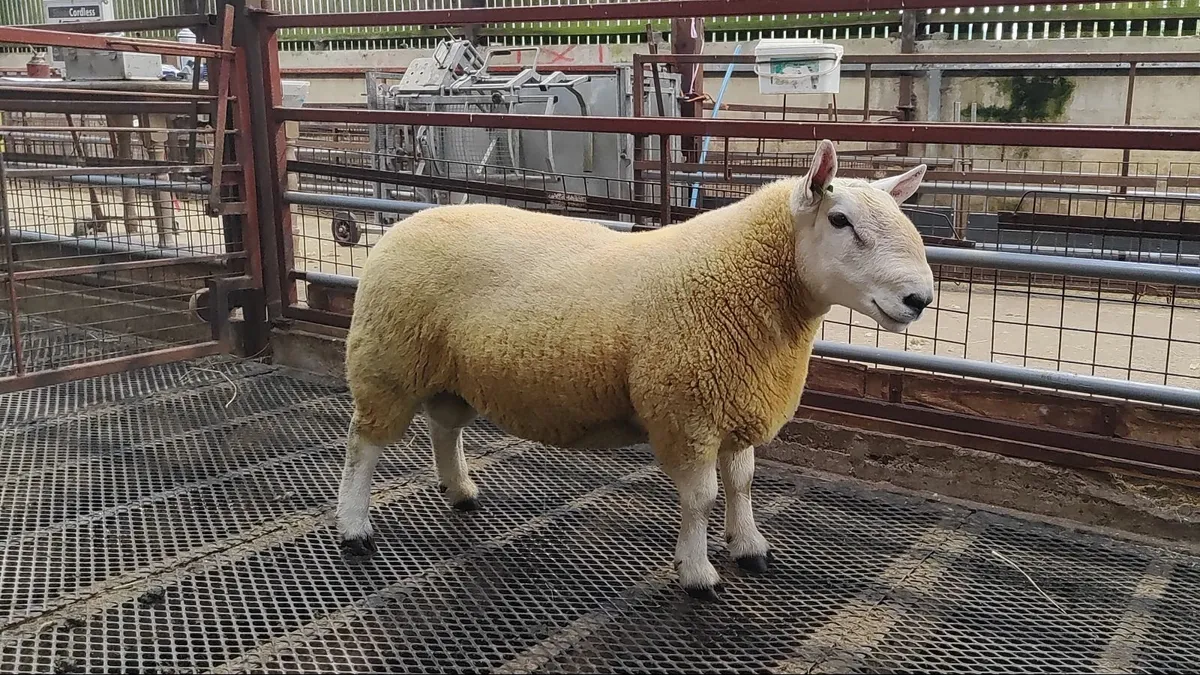 Pure Bred Cheviot Ram Shearling - Image 1