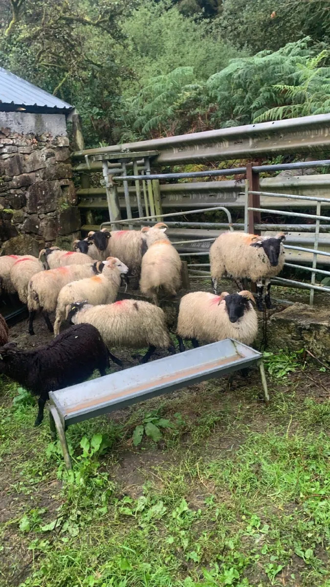 15 ram lambs - Image 2