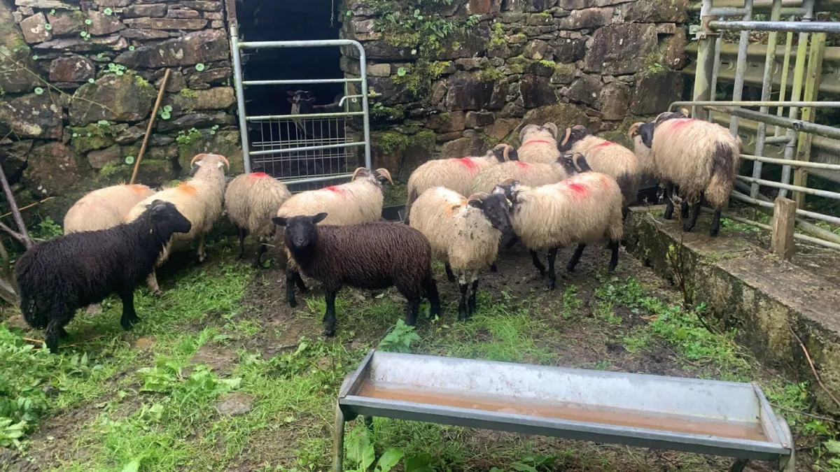15 ram lambs - Image 3