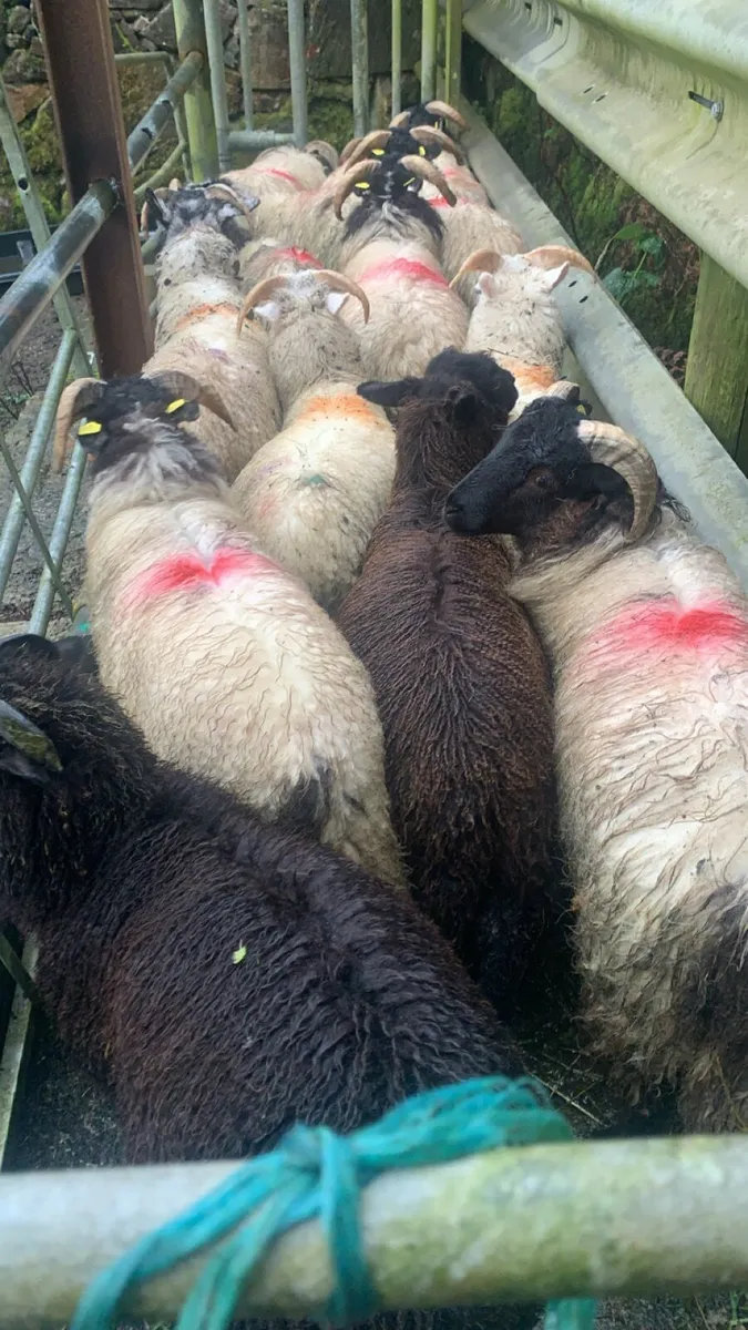15 ram lambs - Image 1