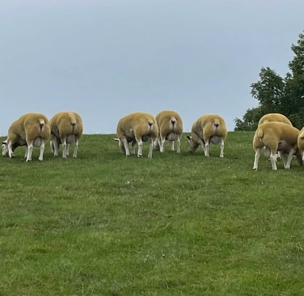Natural Texel Shearlings - Image 2