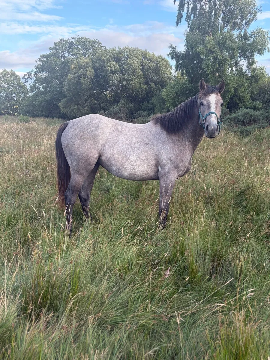 2 year old Rebel Mountain - Image 1