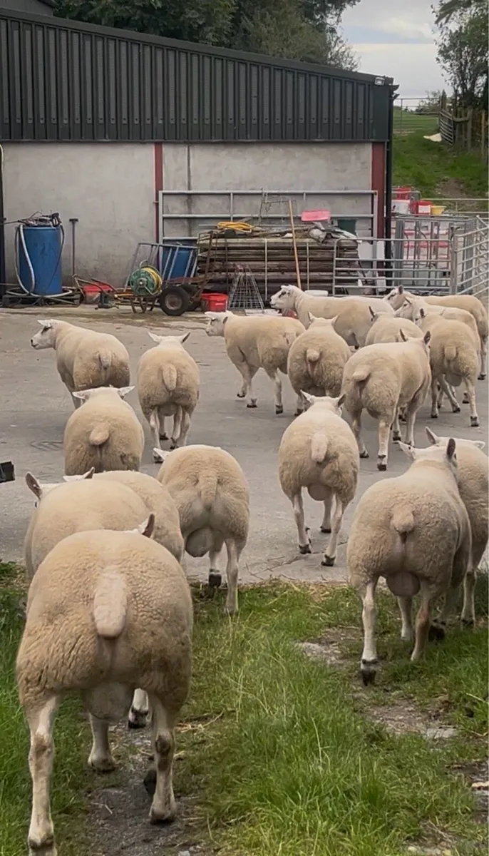Natural Texel Shearlings - Image 3