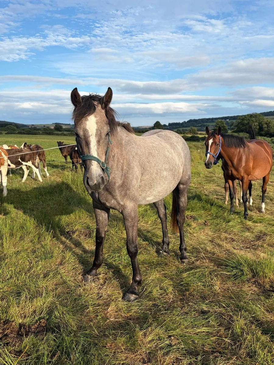 2 year old Rebel Mountain - Image 2