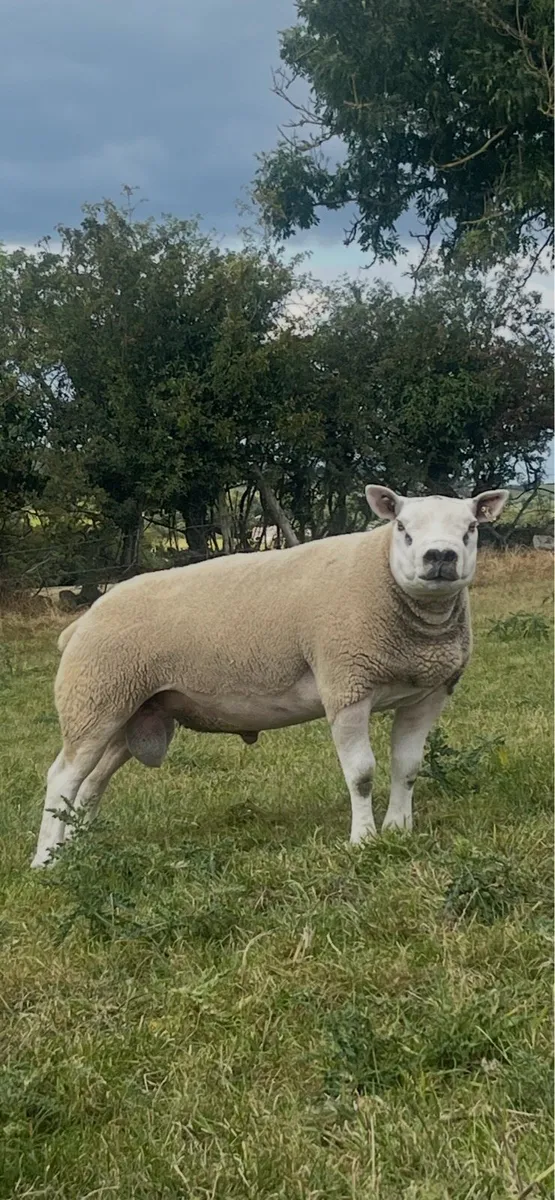 Natural Texel Shearlings - Image 4