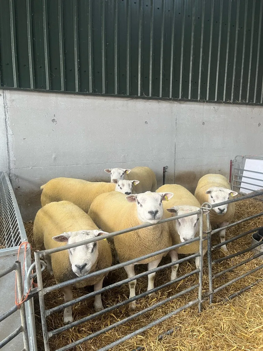 Natural Texel Shearlings - Image 1