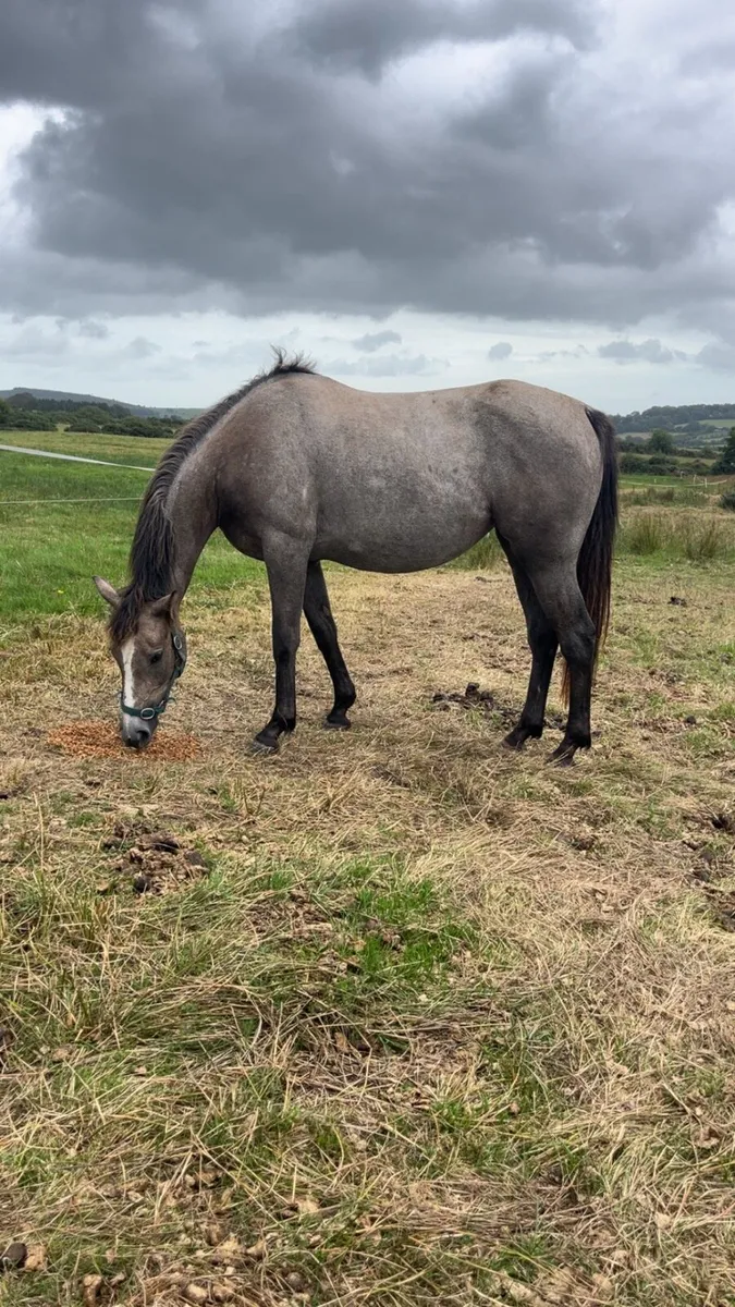 2 year old Rebel Mountain - Image 3