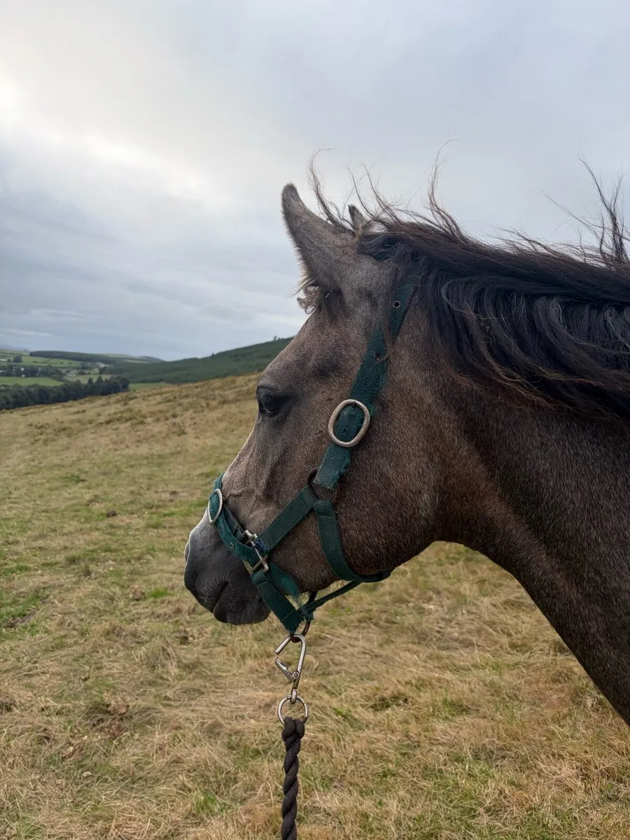 2 year old Rebel Mountain - Image 4