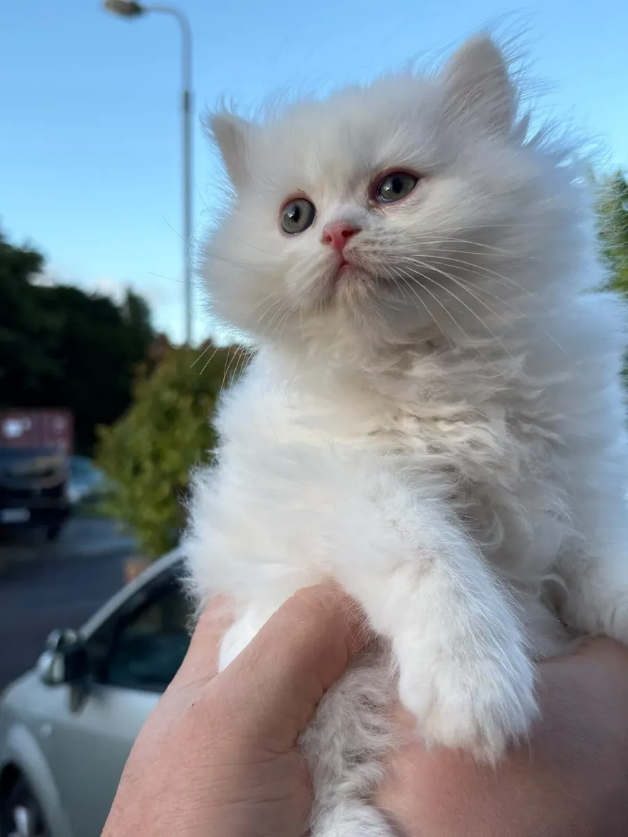 BRITISH KITTENS FOR SALE - Image 2