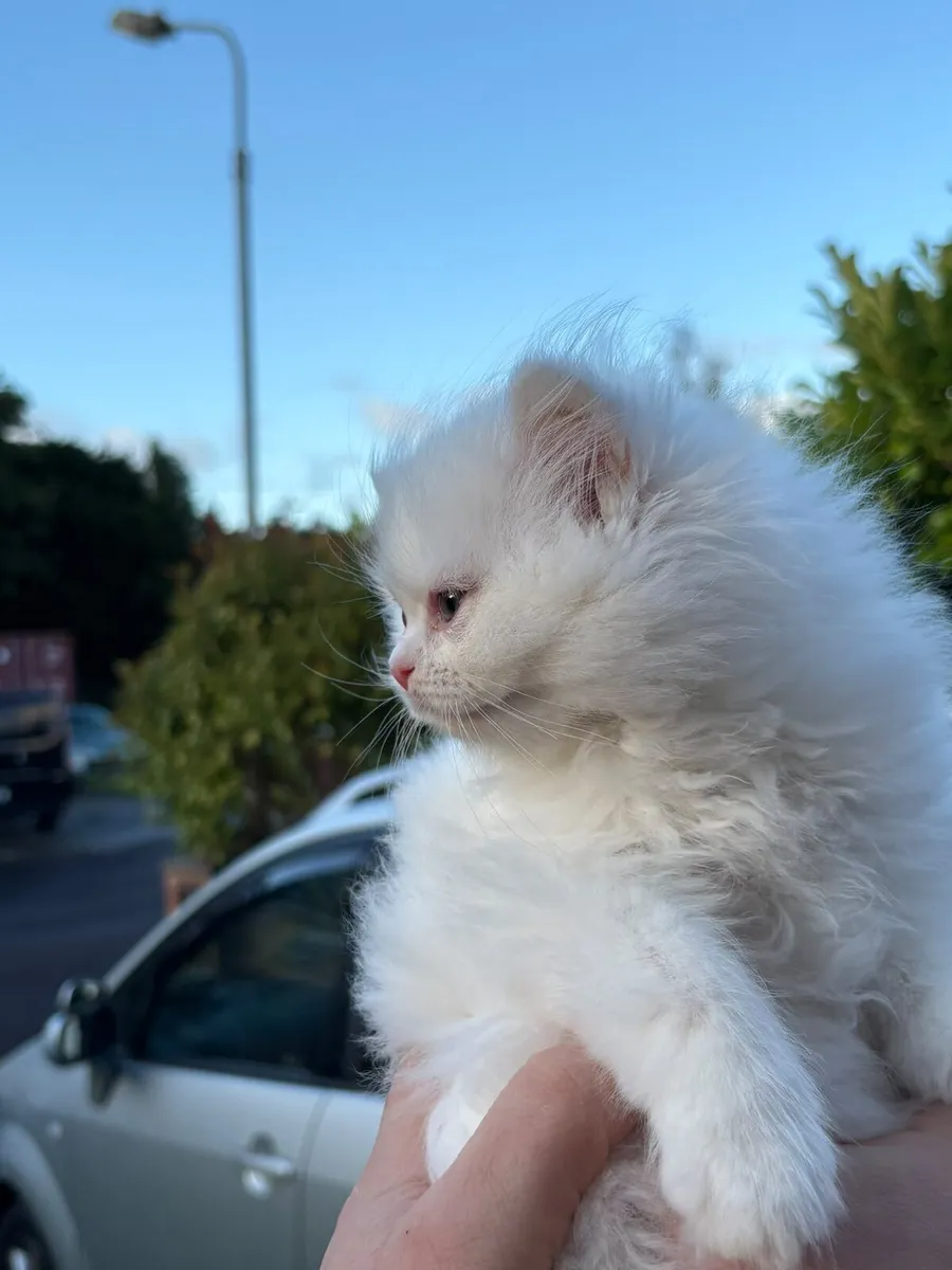 BRITISH KITTENS FOR SALE - Image 3
