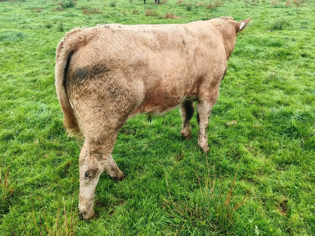 Charolais Bull Weanlings - A.I.  Bred - Image 3