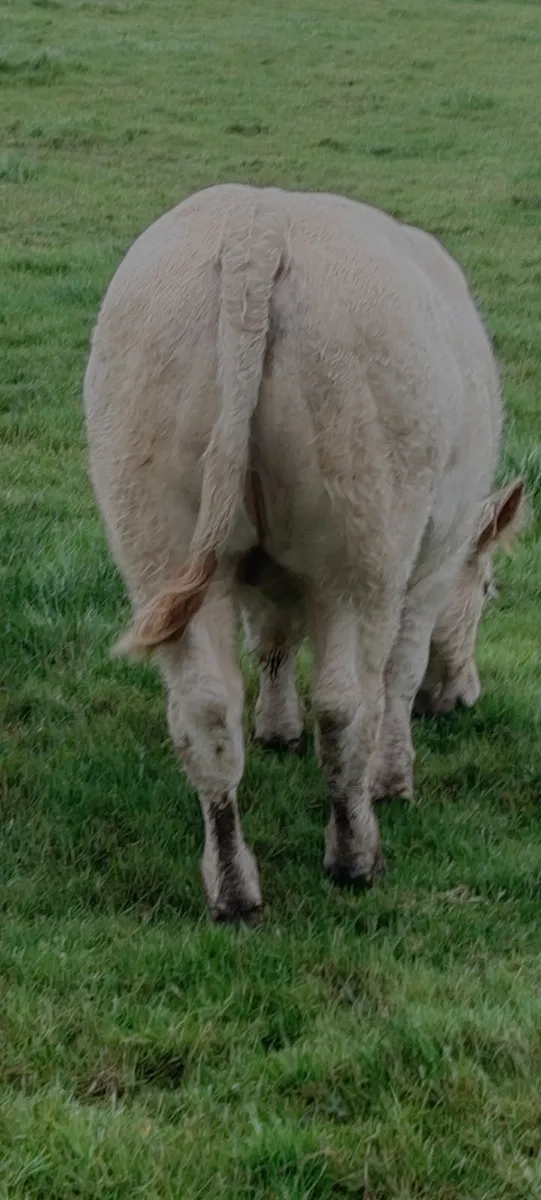Charolais Bull Weanlings - A.I.  Bred - Image 2