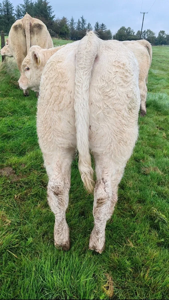 Charolais Bull Weanlings - A.I.  Bred - Image 4