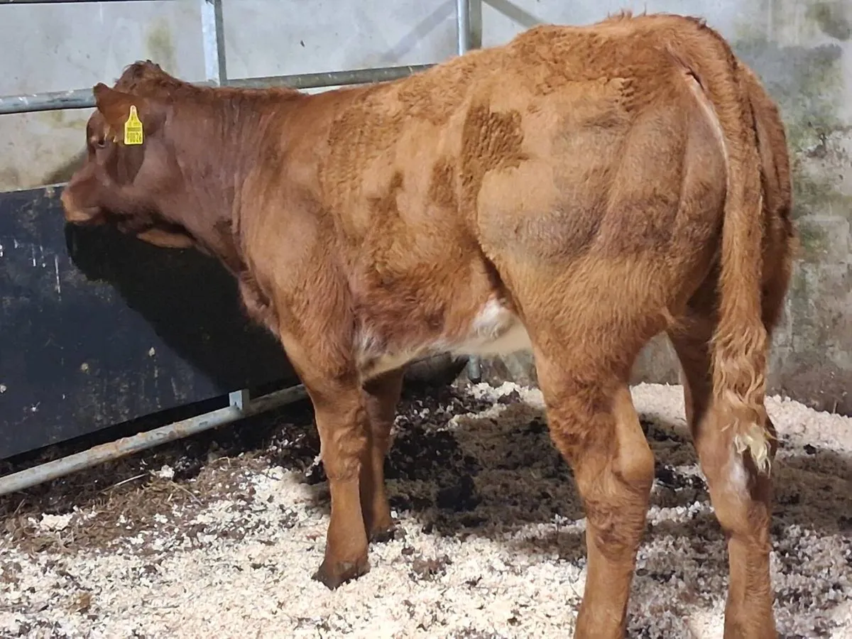 Roan Limousin Weanling Heifer - Image 2
