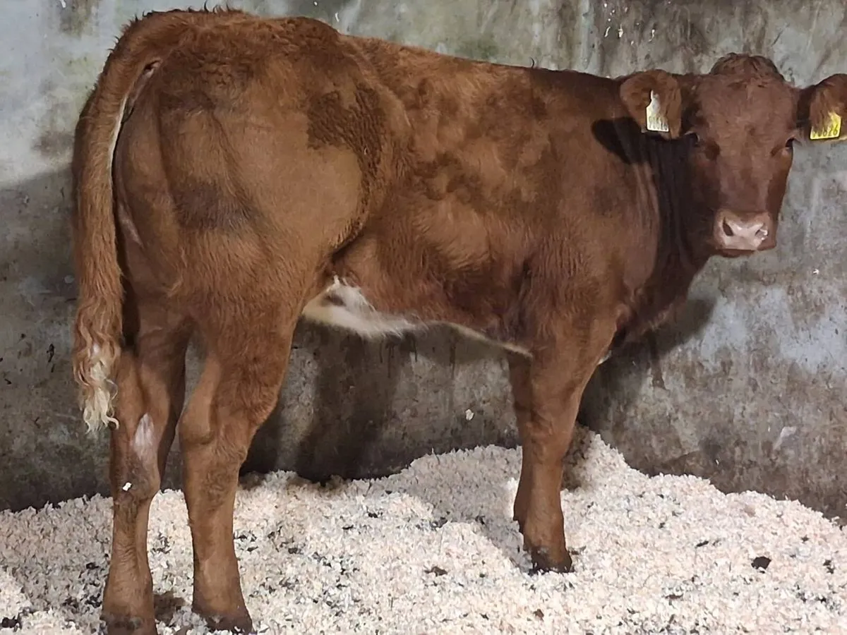 Roan Limousin Weanling Heifer - Image 3