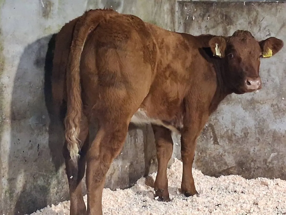 Roan Limousin Weanling Heifer - Image 4