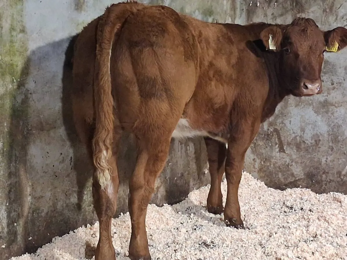 Roan Limousin Weanling Heifer - Image 1