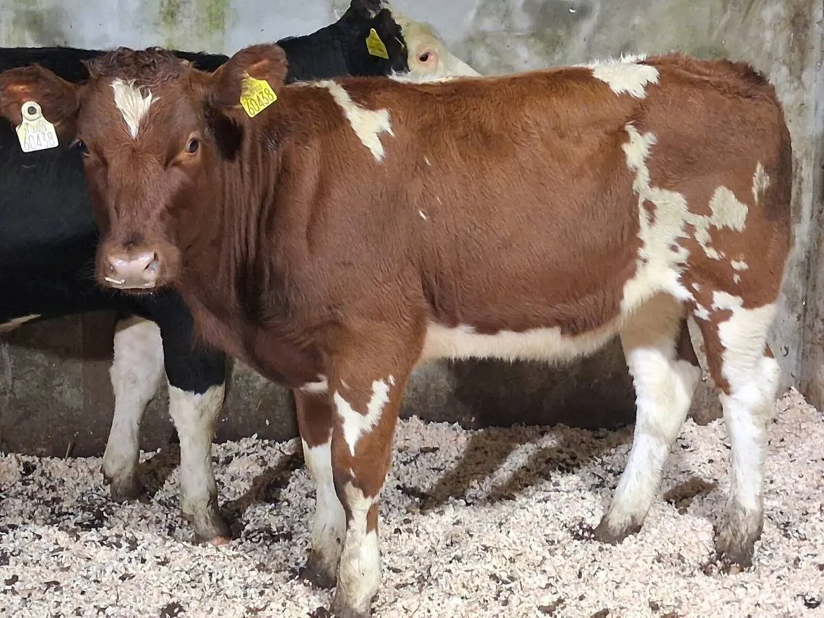 2 Simmental Weanling Heifers - Image 4