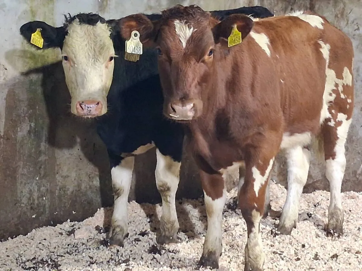 2 Simmental Weanling Heifers - Image 3