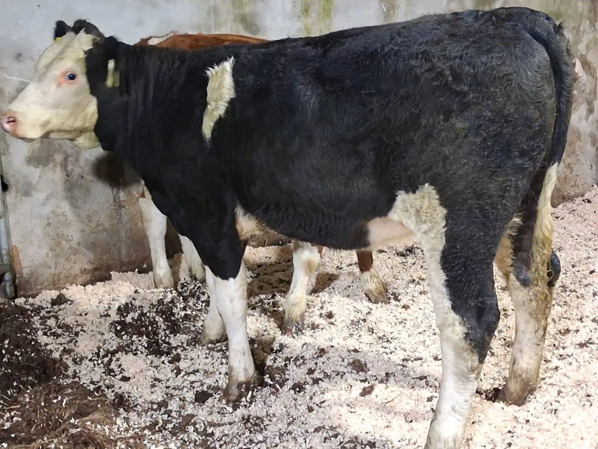 2 Simmental Weanling Heifers - Image 2