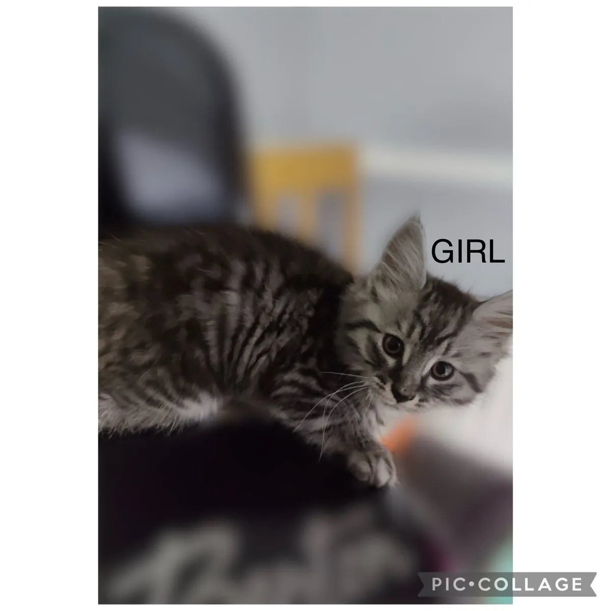 Half Maine coon kittens - Image 1