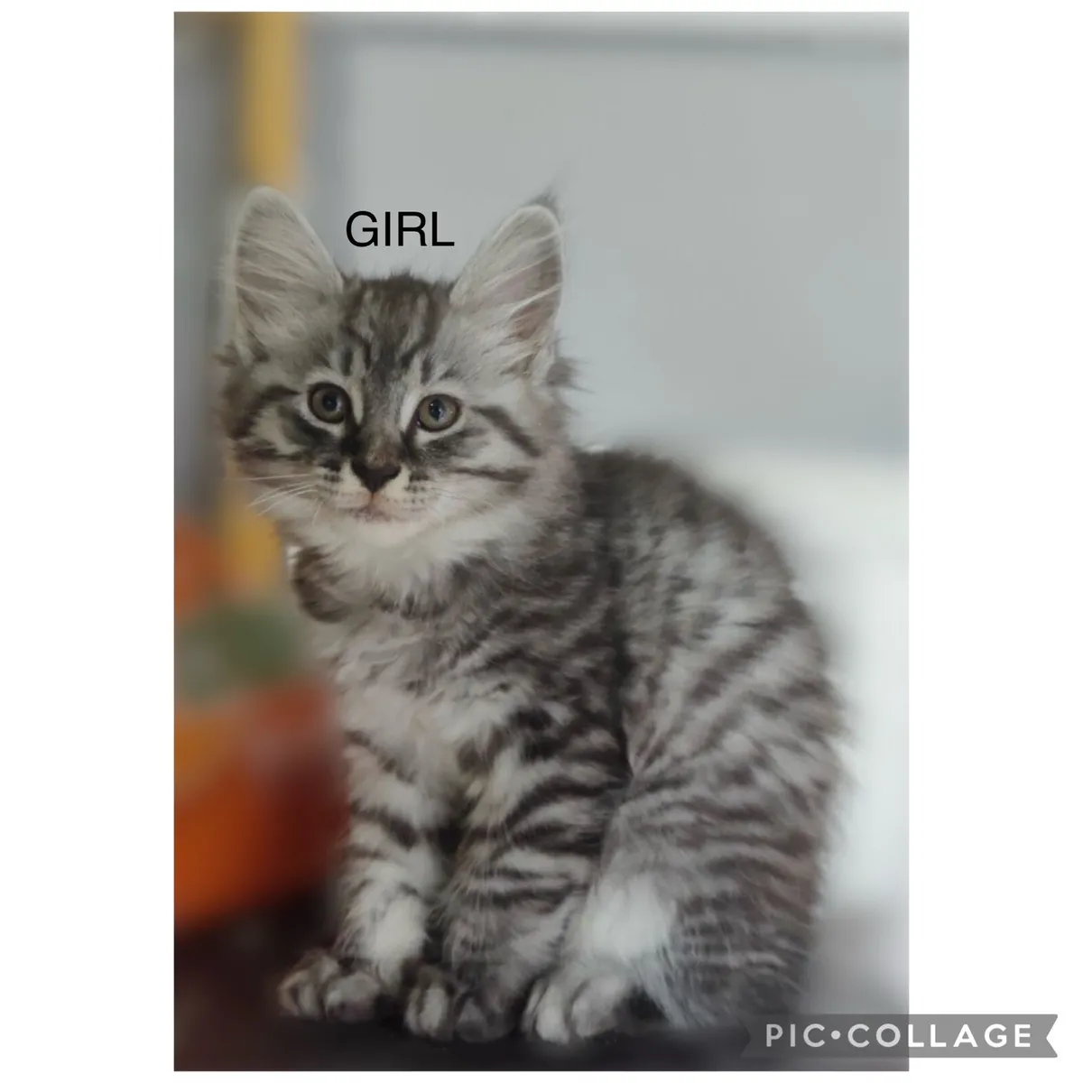Half Maine coon kittens - Image 2