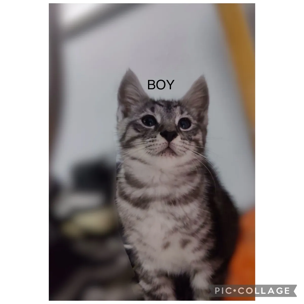 Half Maine coon kittens - Image 3