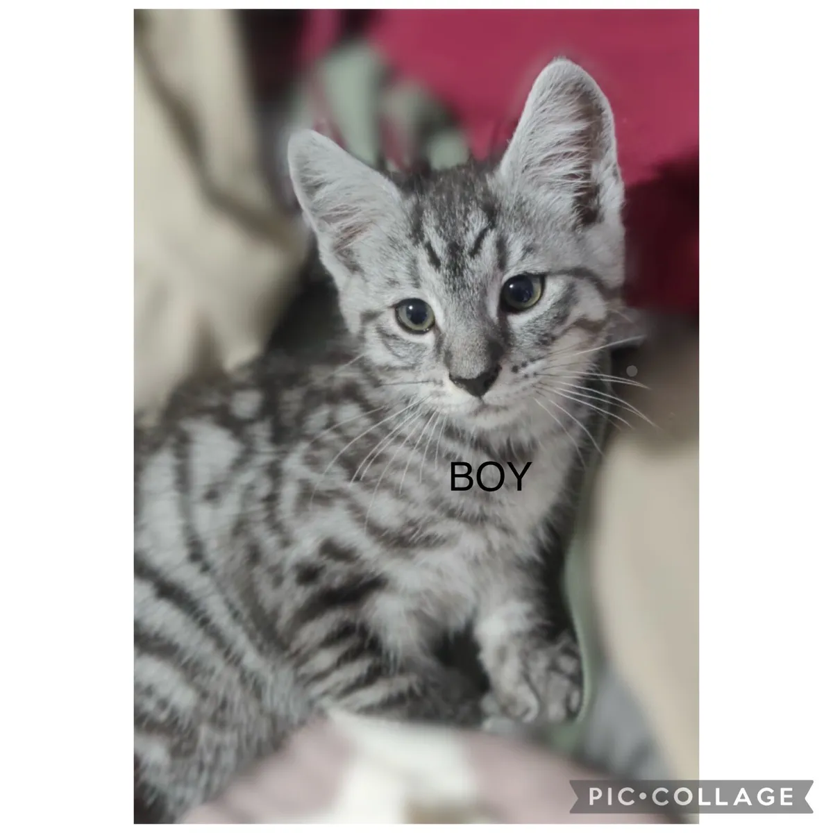 Half Maine coon kittens - Image 4