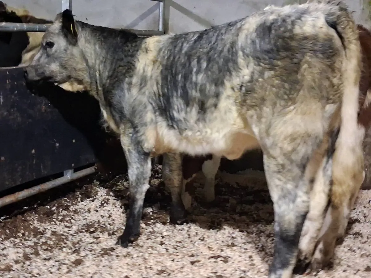 Blue Grey Limousin Weanling Heifer - Image 2