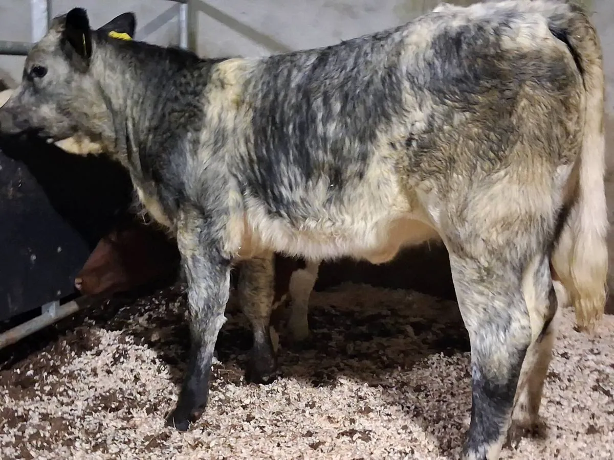 Blue Grey Limousin Weanling Heifer - Image 3
