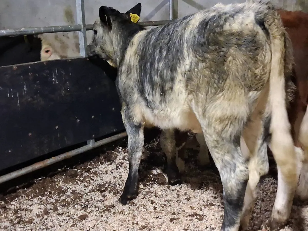 Blue Grey Limousin Weanling Heifer - Image 4
