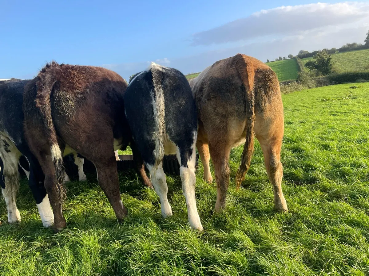 Heifers - Image 2