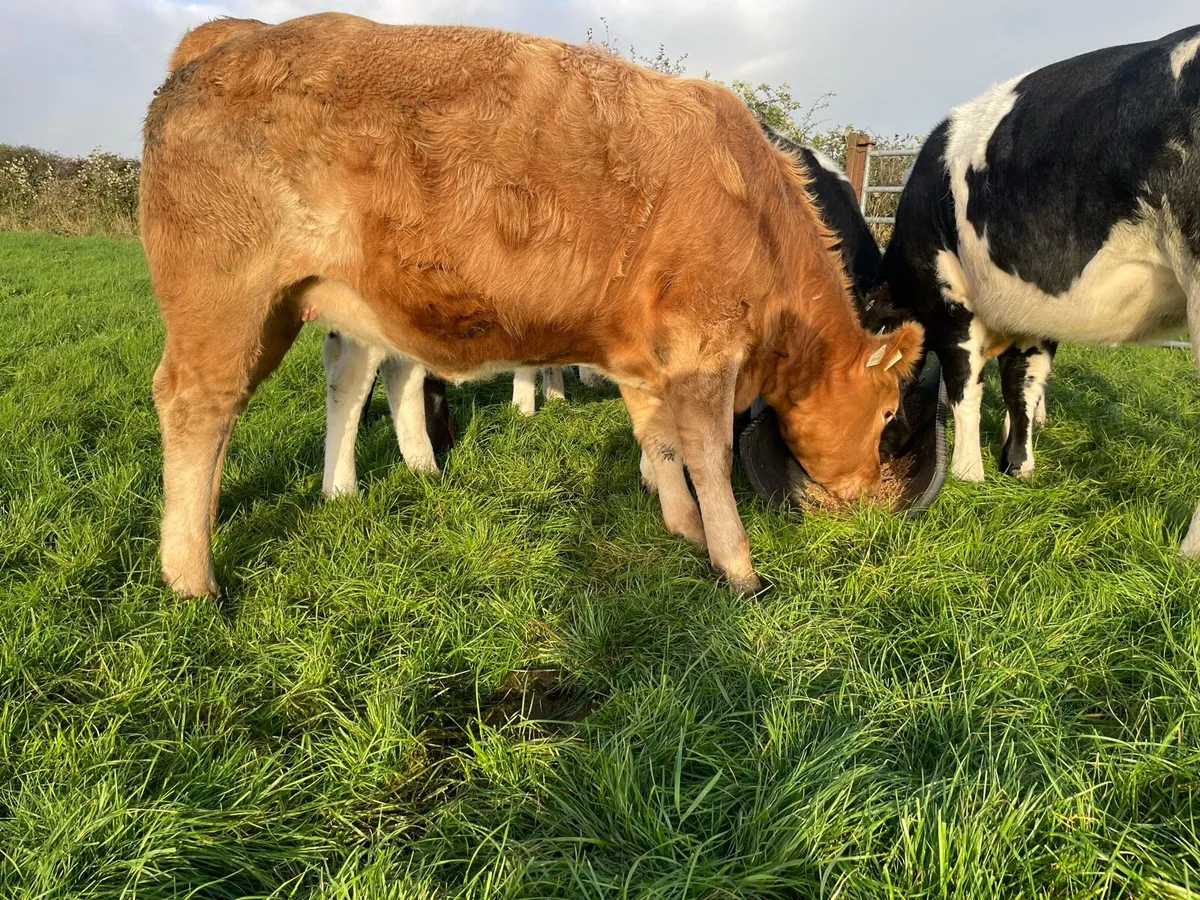 Heifers - Image 3