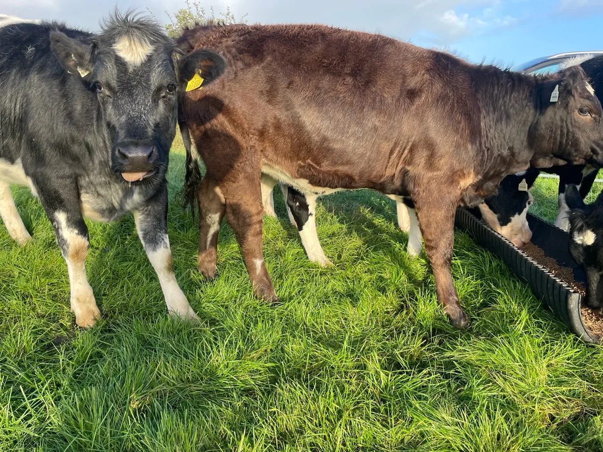 Heifers - Image 4