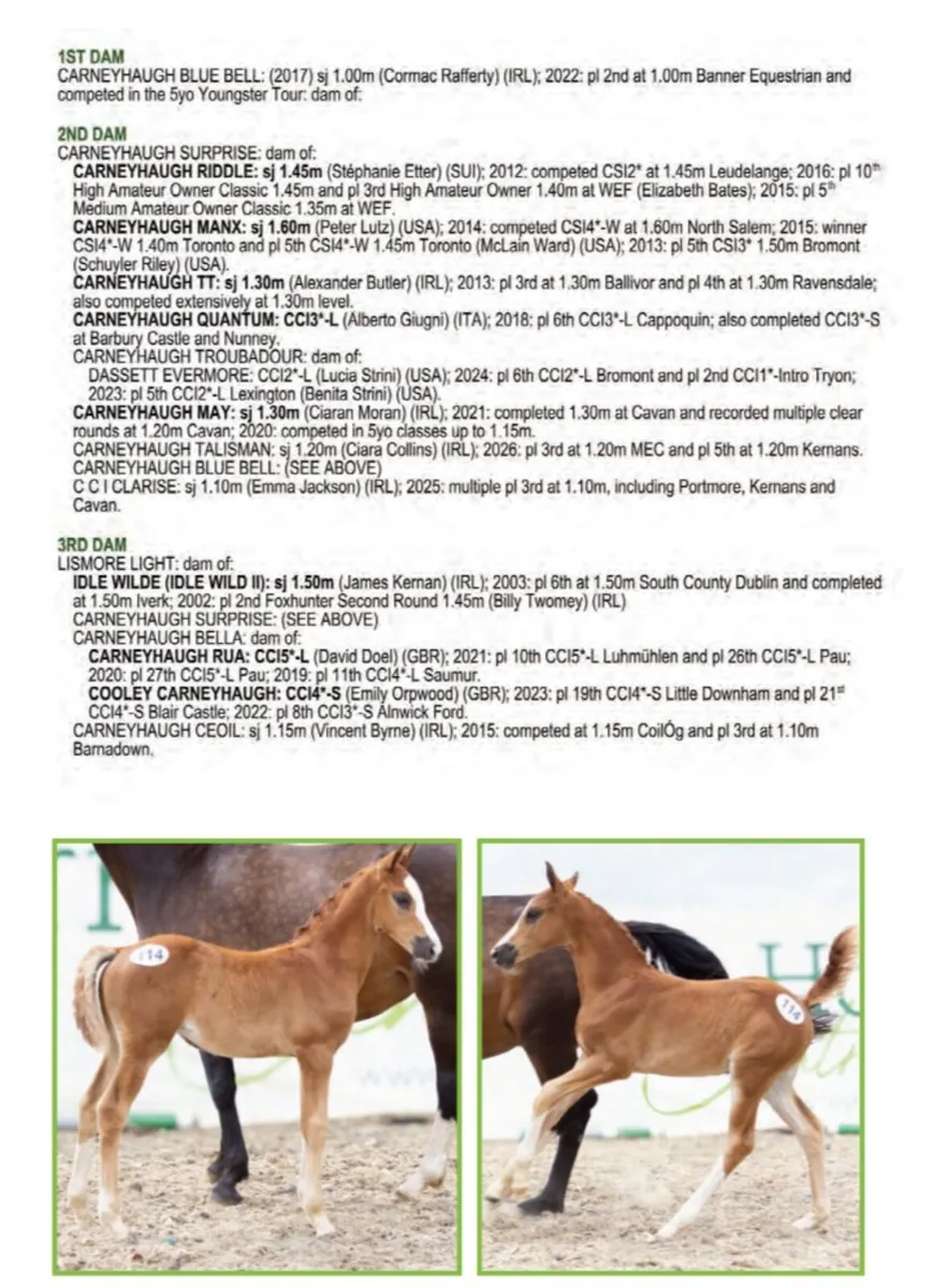 Colestus Filly Foal - Image 2